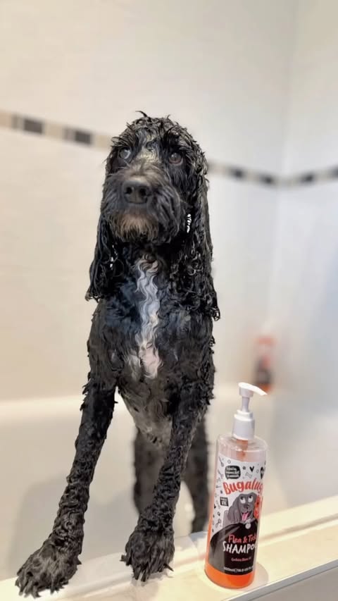 Instagram post by @patu_the_cockapoo for Bugalugs Pet Care. Caption reads: [...] that help keep them at bay. The....