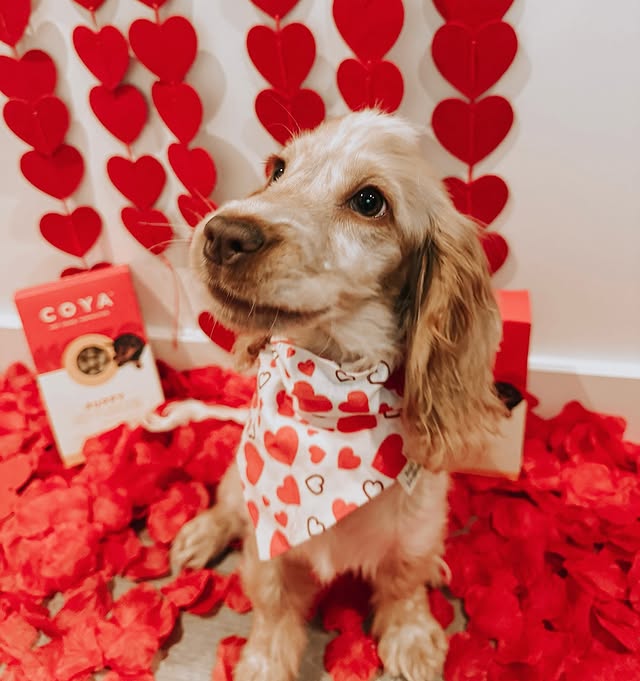 Instagram post by @benjis_bandanas24 for COYA Pet. Caption reads: [...] me for a romantic candlelit dinner of....