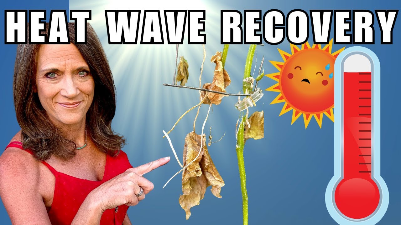 YouTube post by @CaliKim29 for Smart Pot. Caption reads: Garden Heat Wave: Recovery MUST Do’s for Damaged....