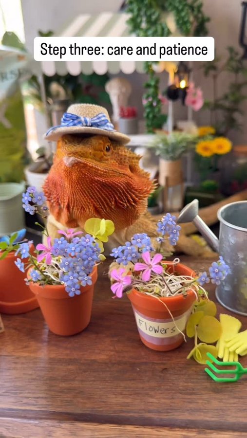 Instagram post by @whosagoodlizard for Ferry-Morse. Caption reads: [...] a little time (and a lot of love).....