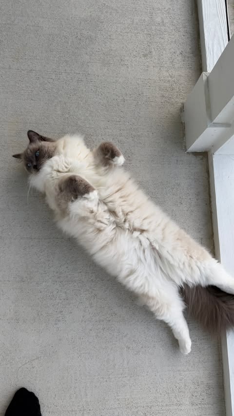 Instagram post by @thelexibunch for Open Farm Pet. Caption reads: [...] #catpuzzle #openfarmpartner @openfarmpet.