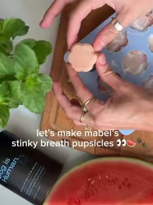 TikTok post by @mushuandmabel for Dog Is Human. Caption reads: [...] lately 😷 steal this recipe from @Dog is....