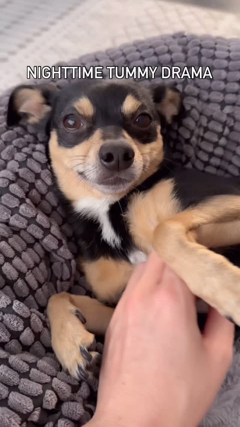 Instagram post by @doctorwolfe.dvm for Fera Pets. Caption reads: [...] a vet, I stay ahead of the game with....