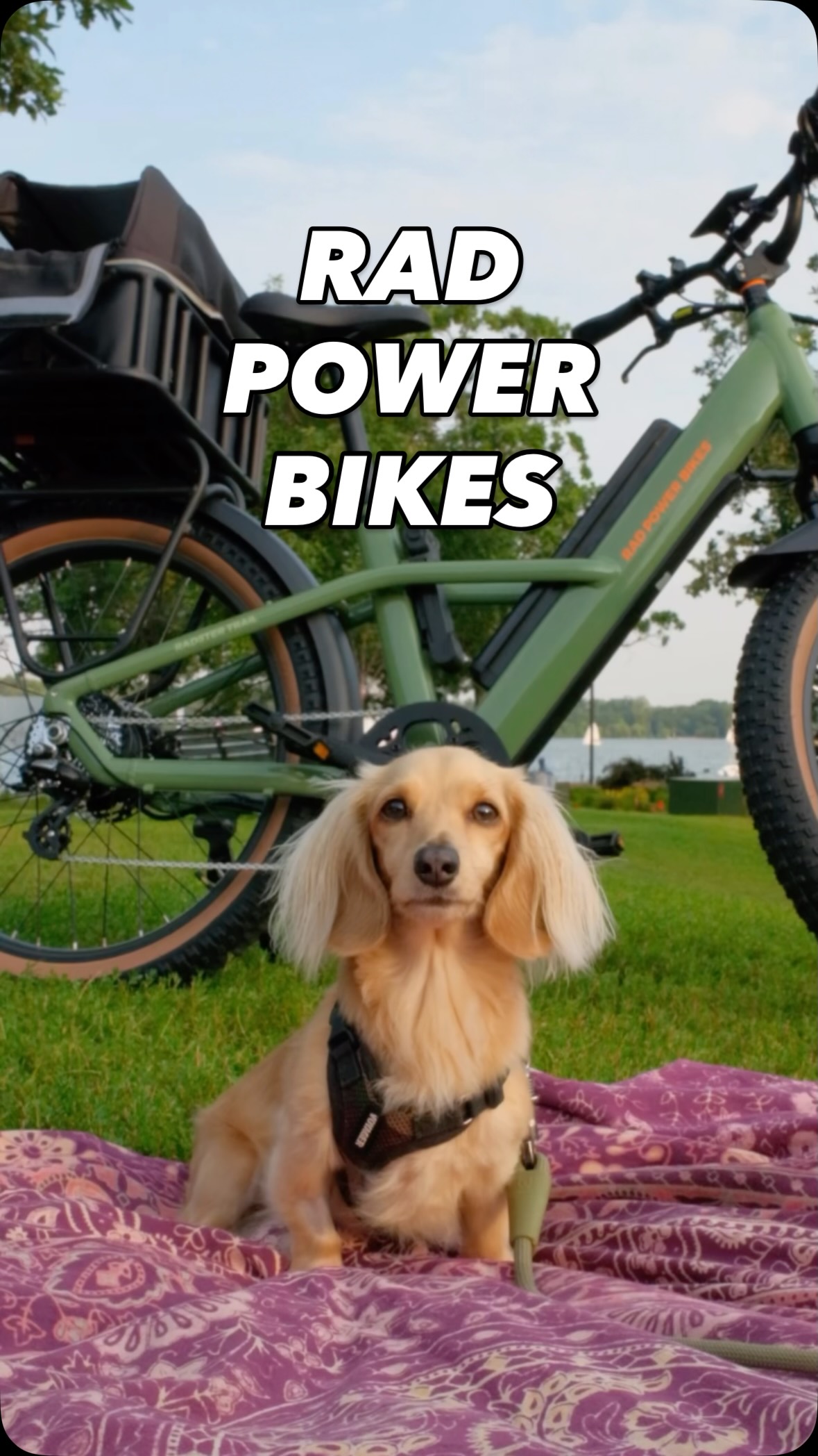 Instagram post by @mini.weenie.phoebe for Rad Power Bikes. Caption reads: #AD @radpowerbikes hooked us up with their Radster....