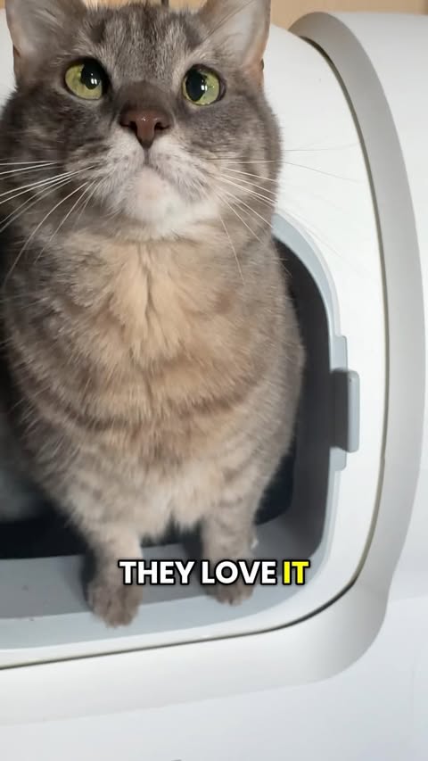 Instagram post by @crib_of_misfit_pets for Homerunpet. Caption reads: @homerunpet_global litter box checks all the boxes....