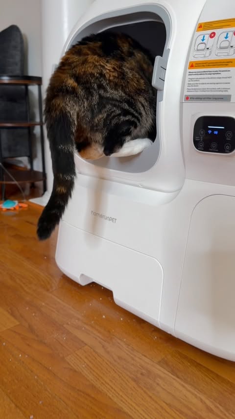 Instagram post by @qbrainusa for Homerunpet. Caption reads: [...] cat just got a whole lot easier! 🐱✨....