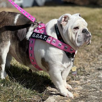Instagram post by @jowlsandjava for Bullhug. Caption reads: [...] and strong this girl is!!! Her new @bullhug....