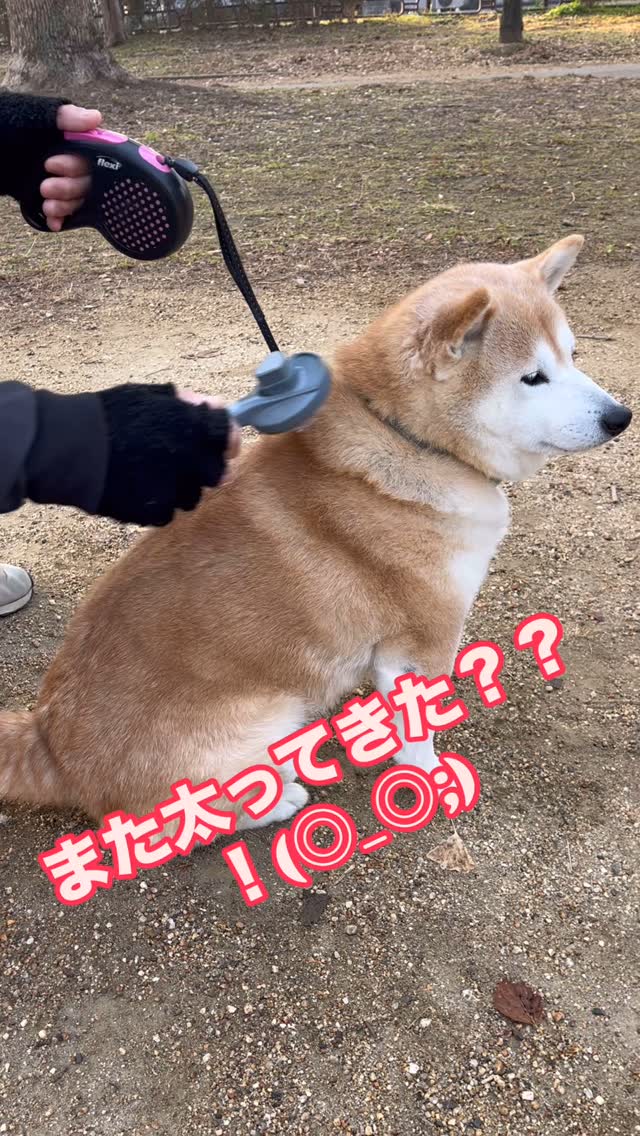 Instagram post by @s.k.999 for perromart.jp. Caption reads: 毎日のブラッシングタイム♪
@perromart.jp  @heka.jp ....