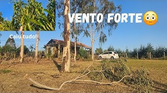 YouTube post by @FerMassari for bol. Caption reads: Strong winds on the farm knocked all the fruit off....