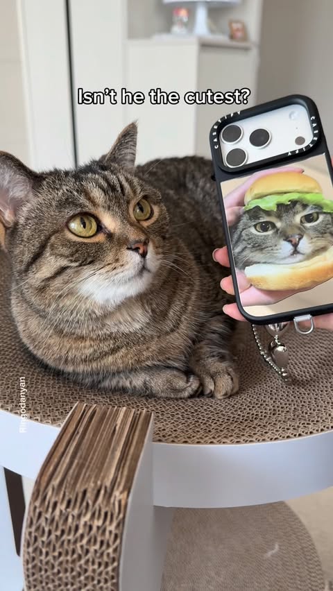 Instagram post by @ringodanyan for CASETiFY. Caption reads: [...] photo case📱 Link in bio🔗or search CASETiFY....