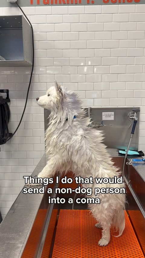 Instagram post by @nubethesamoyed for Petco. Caption reads: [...] of this with Well & Good products from....