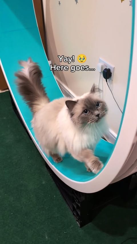 Instagram post by @theflooftales for Litter-Robot. Caption reads: [...] Evie will be able to power her....