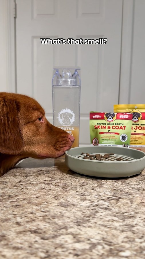Instagram post by @foxtoller for Brutus Broth. Caption reads: Would YOUR dog pick plain kibble or this meal....