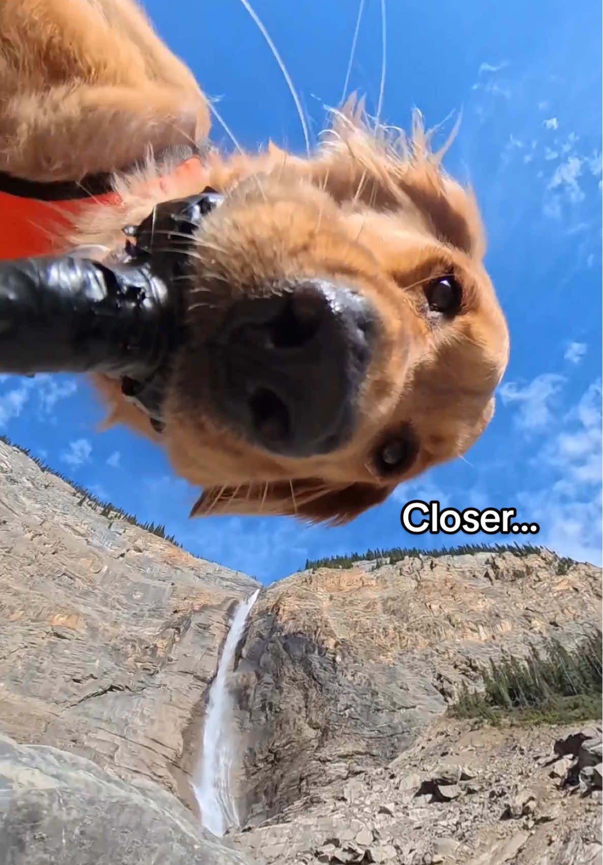 TikTok post by @willys360world for ORIJEN Petfoods. Caption reads: My trip to Alberta is LIVE on YouTube! 🥳 From....