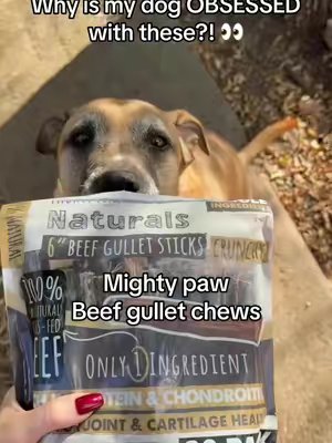 TikTok post by @jennkayamoroso for Mighty Paw. Caption reads: [...] good chew, you need to see these! 🐶🥩....