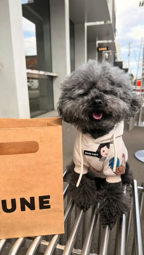Instagram post by @mangoandbo for Spark Paws. Caption reads: [...] cute French 🇫🇷 inspired hoodie from....