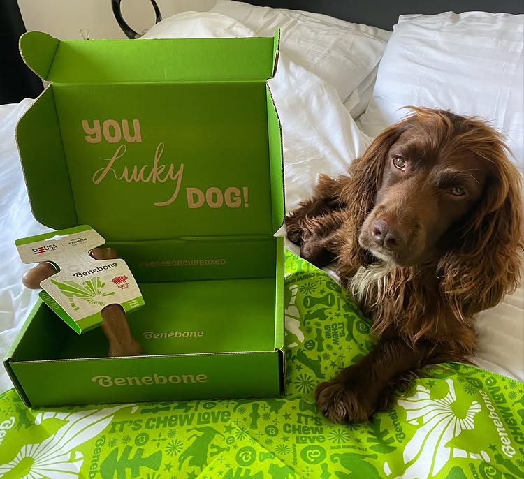 Instagram post by @herbie.werbie for Benebone. Caption reads: [...] bacon flavoured Wishbone chew that....