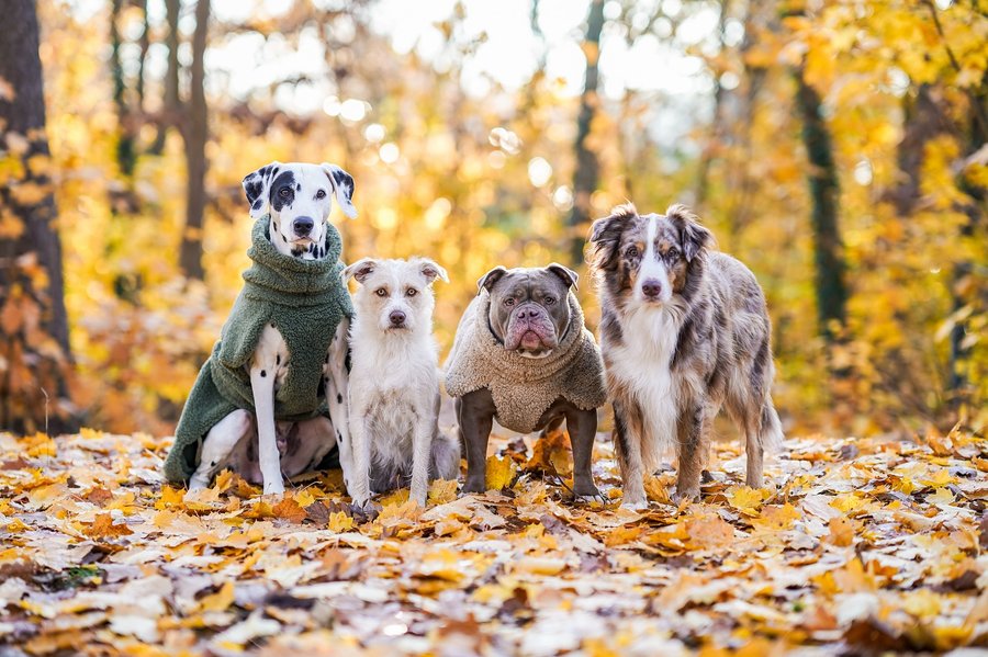 Instagram post by @jano.nero.matilda for PAIKKA. Caption reads: [...] ♥️ #hundeliebe 
•
Anzeige | Mäntel....