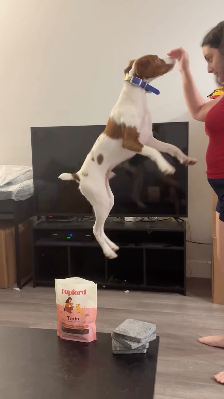 Instagram post by @berrythebrittany for Pupford. Caption reads: Berry literally jumps for joy when @pupford’s....