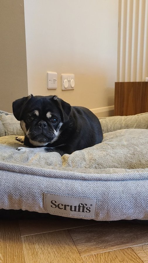 Instagram post by @kikko_thepug for Scruffs. Caption reads: [...] me wished hard enough and @petslovescruffs....