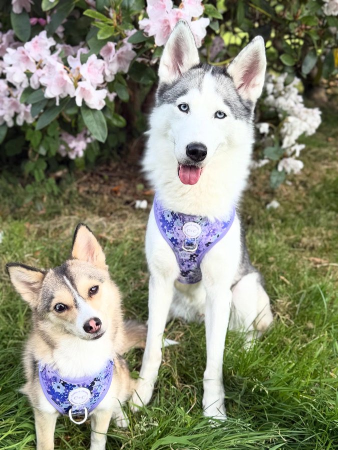 Instagram post by @thefoxwolfspotbossandbaby for Cookie & Chewkie. Caption reads: Happy Chewsday frens 💜💜💜

Luna and Aurora here....