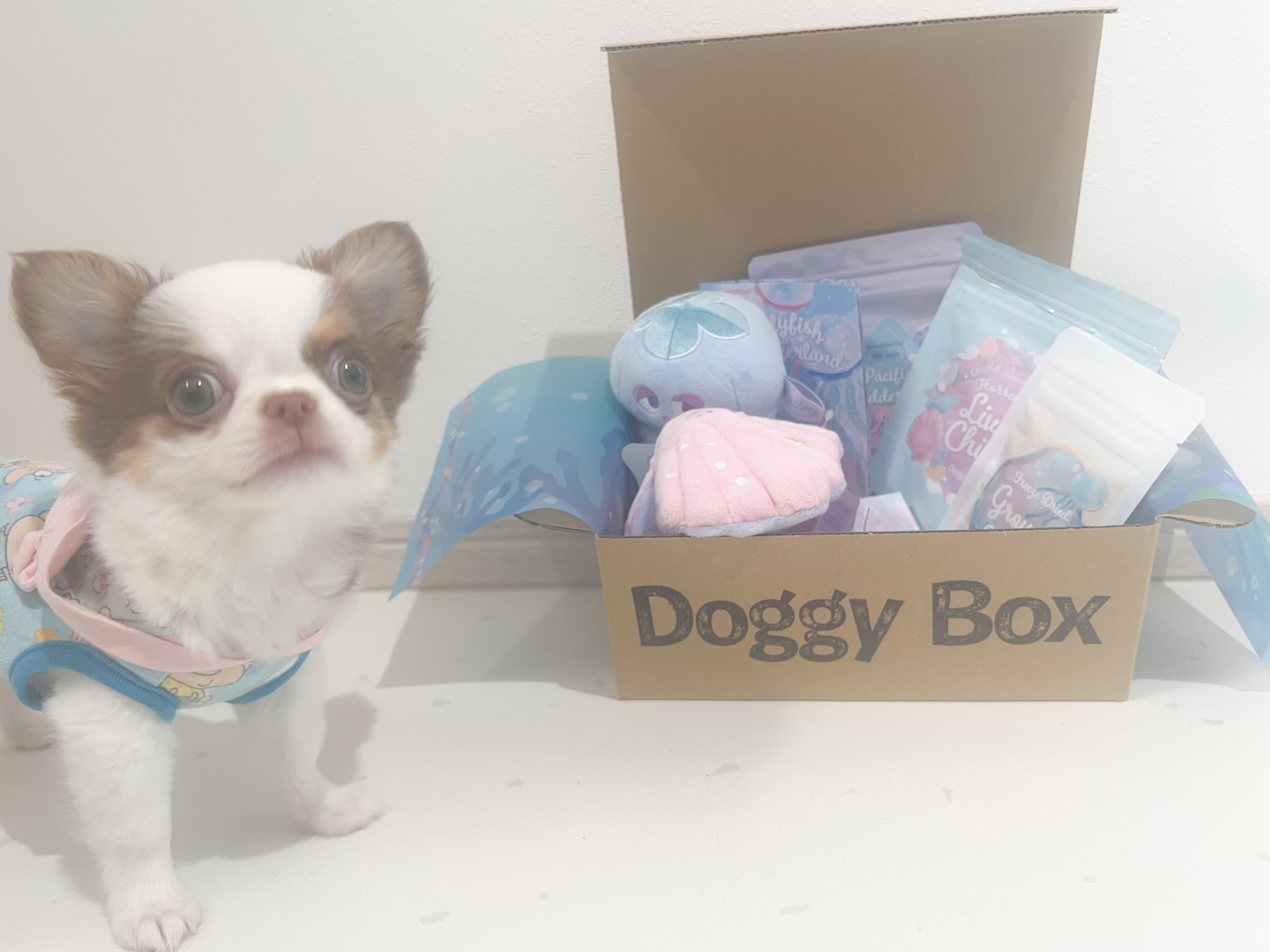 Instagram post by @s.sonoko for Doggy Box. Caption reads: ╲6月のどーぎーぼー！╱
なんとハムちゃん‪🐹がご紹介🐹‼️

🪼くらげちゃん🪼かわいい♥
....