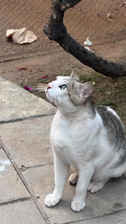 Instagram post by @khushi._sheoran for BBlunt. Caption reads: Bblunt B1G1Sale is live #ad.