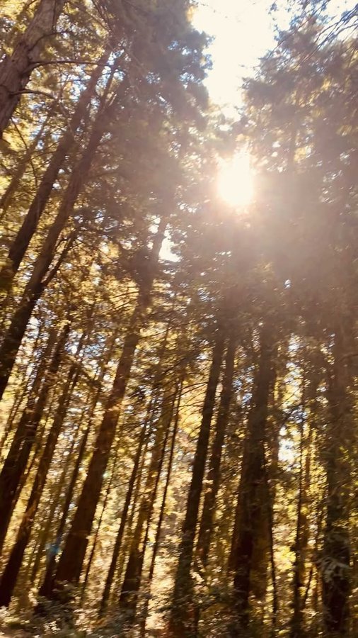 Instagram post by @greendreamerkamea for Earthjustice. Caption reads: I went forest bathing with my pups in this Grove....