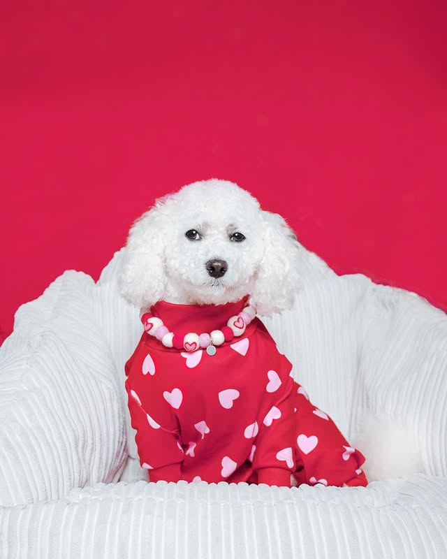 Instagram post by @lifeofapoochon for Poochie Pals. Caption reads: 𝙒𝙞𝙩𝙝 𝙇𝙤𝙫𝙚 𝙒𝙚𝙙𝙣𝙚𝙨𝙙𝙖𝙮𝙨 💗 Happy....
