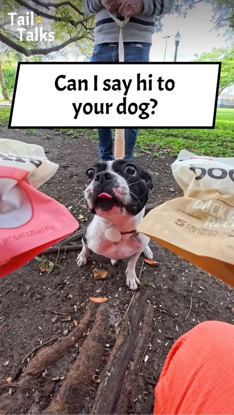 Instagram post by @tailtalksinterviews for ACANA Petfoods. Caption reads: We met an adorable Boston Terrier named Ali out....