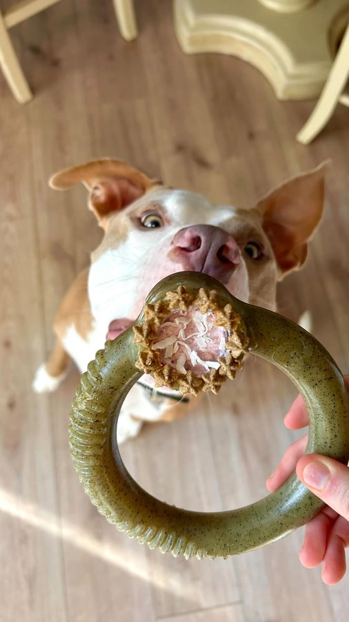 Instagram post by @polothepittie for Benebone. Caption reads: Tis the season ❤️🤍 @mybenebone limited edition....