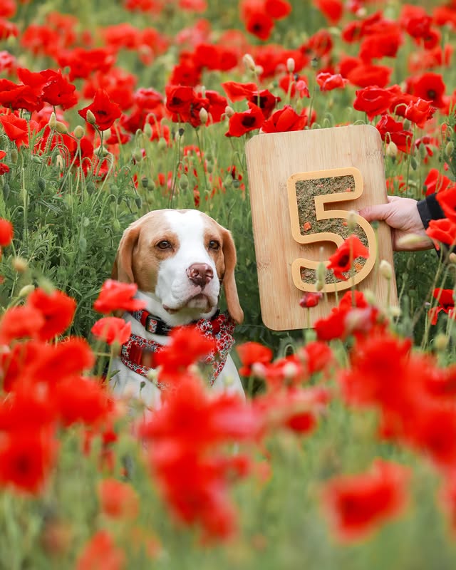 Instagram post by @iameddiethebeagle for Different Dog. Caption reads: [...] my tasty tasty food ia from @thedifferentdog....
