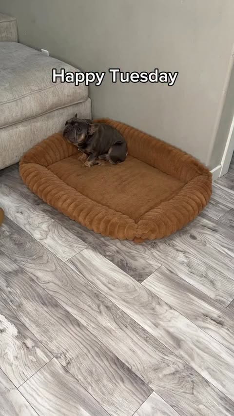 Instagram post by @kash.d.frenchie for Levoit. Caption reads: Happy Tuesday ❤️ #levoitlifestyle.