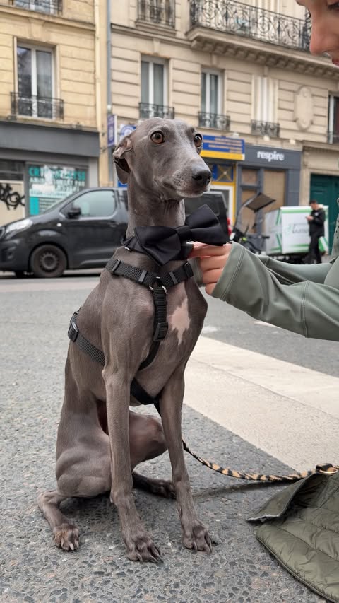 Instagram post by @leawaldberg for Stella McCartney. Caption reads: [...] your date
Luckily, you’re wearing....