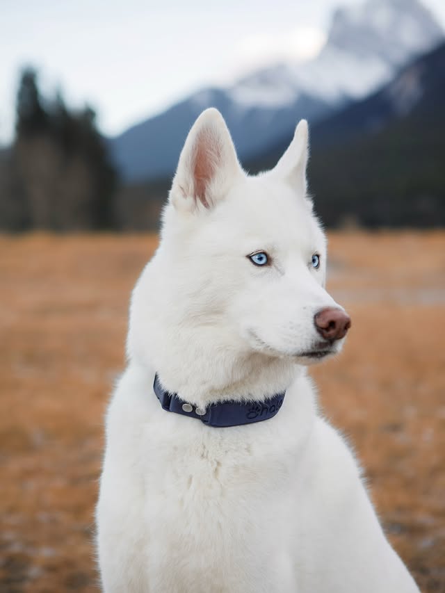 Instagram post by @ginkgo_husky for Halo Collar. Caption reads: [...] is proof that this is not the case.....