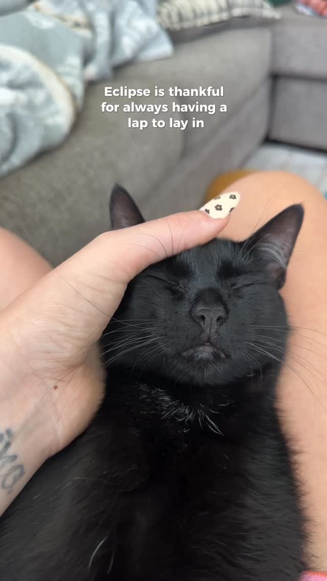 Instagram post by @herhouseofcats for Earthborn Holistic Pet Food. Caption reads: This Thanksgiving our house is full of purrs,....