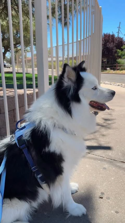Instagram post by @alpha.sherpa for PetSafe. Caption reads: [...] so much more enjoyable thanks to the....