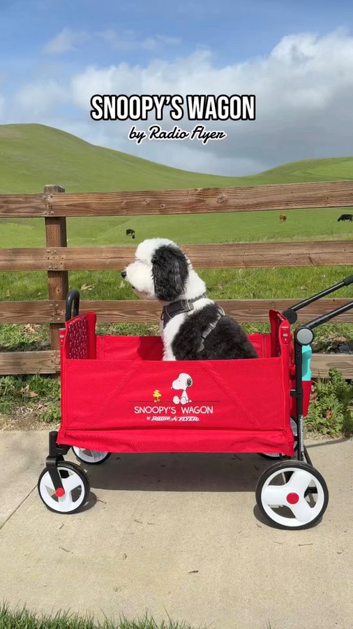 Instagram post by @bentley.the.minidood for Radio Flyer. Caption reads: [...] very own ‘Snoopy’s Wagon’ by Radio Flyer,....