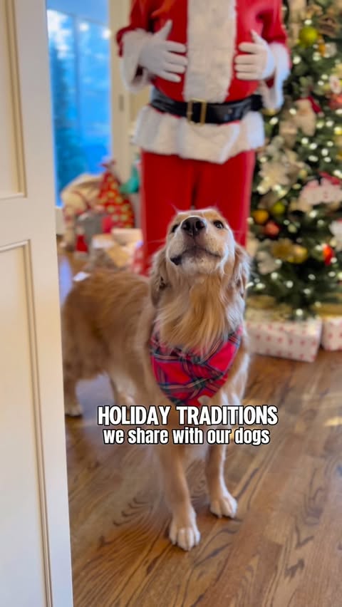 Instagram post by @sundaythegoldenretriever for BarkBox. Caption reads: Because Christmas magic should come with a....