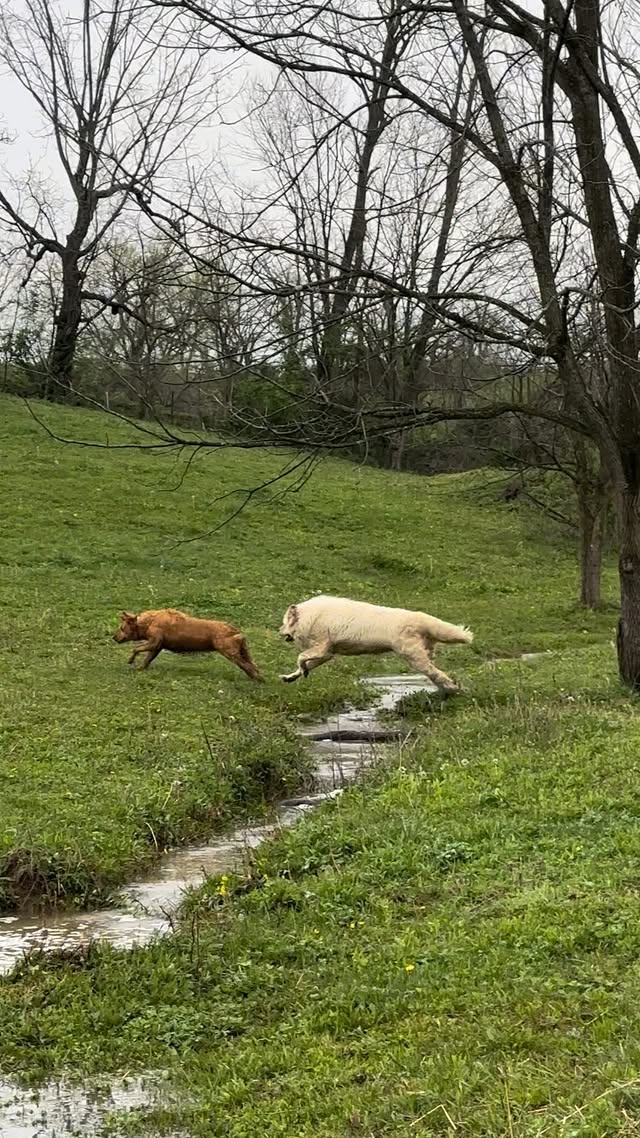 Instagram post by @rainvalleyfarm for SpotOn Fence. Caption reads: [...] collars are even waterproof!) With....