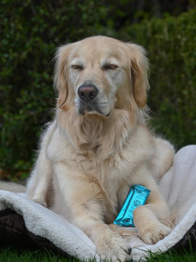 Instagram post by @cammy.the.cutie for Pawer Water. Caption reads: [...] kind of dog to finish her water so....