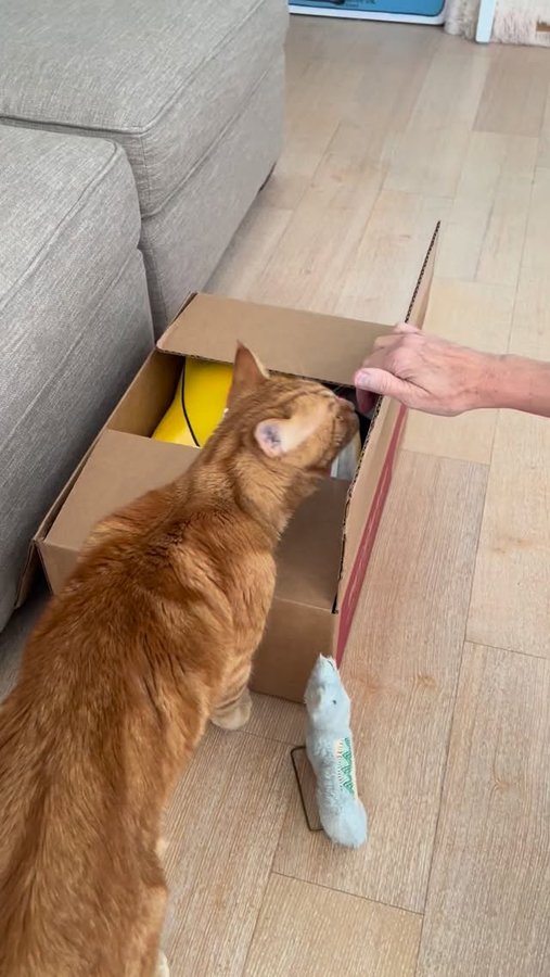 Instagram post by @mytigerjojo for PetSmart. Caption reads: Thank you so much to PetSmart @petsmart for....