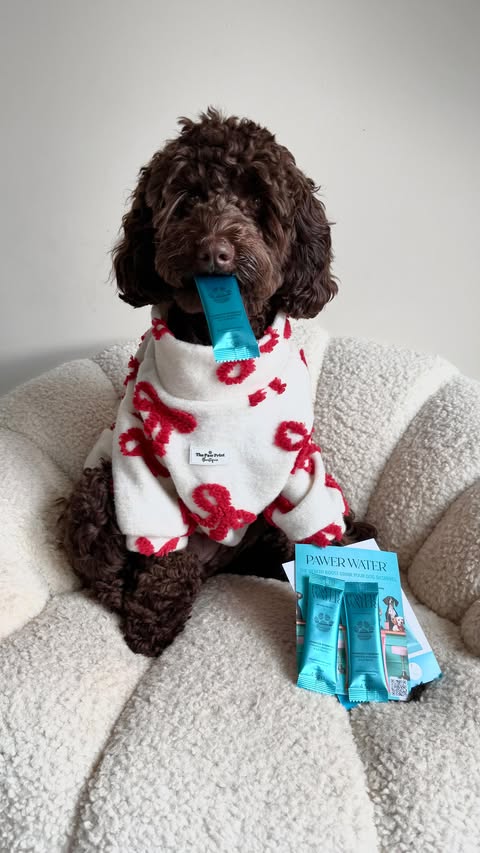 Instagram post by @rootheaussielabradoodle for Pawer Water. Caption reads: [...] are flowing thanks to @pawerwater 🍹....