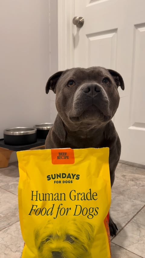 Instagram post by @enzothebluestaffordshire for Sundays for Dogs. Caption reads: [...] it was a creative way to introduce....