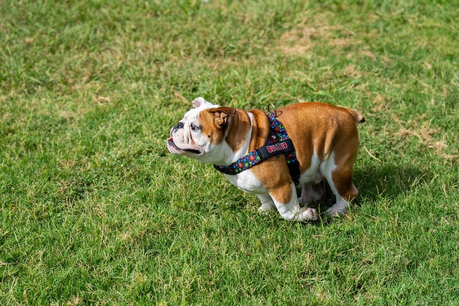 Instagram post by @bowser_the_english for Bullhug. Caption reads: [...] ❤️ Use code Bowser10 for 10% off all....