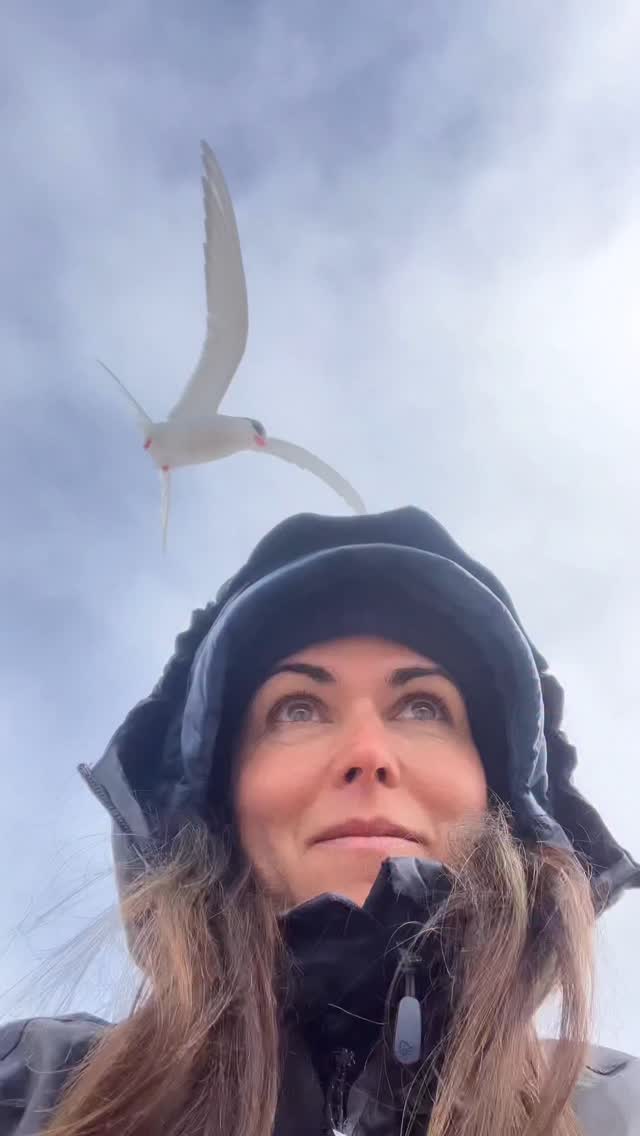 Instagram post by @estherhorvath for Nikon DACH. Caption reads: Arctic terns hold the record for the longest....