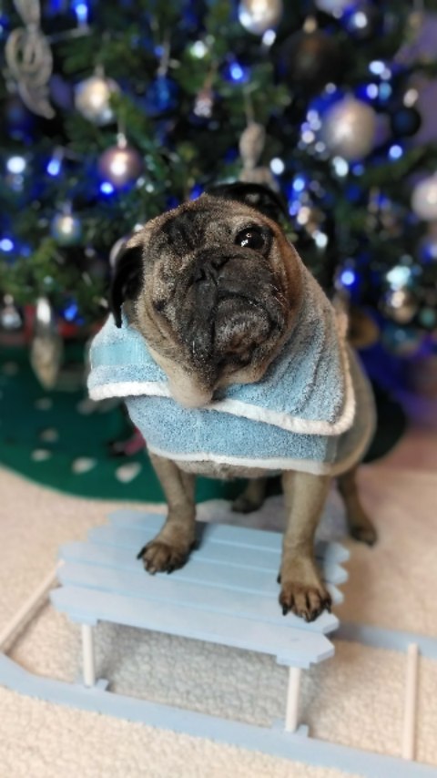 Instagram post by @lilrascalpug for The Influence Room. Caption reads: H y g g e  V i b e s
.
.
.
.
Aloha furiends, Hope....