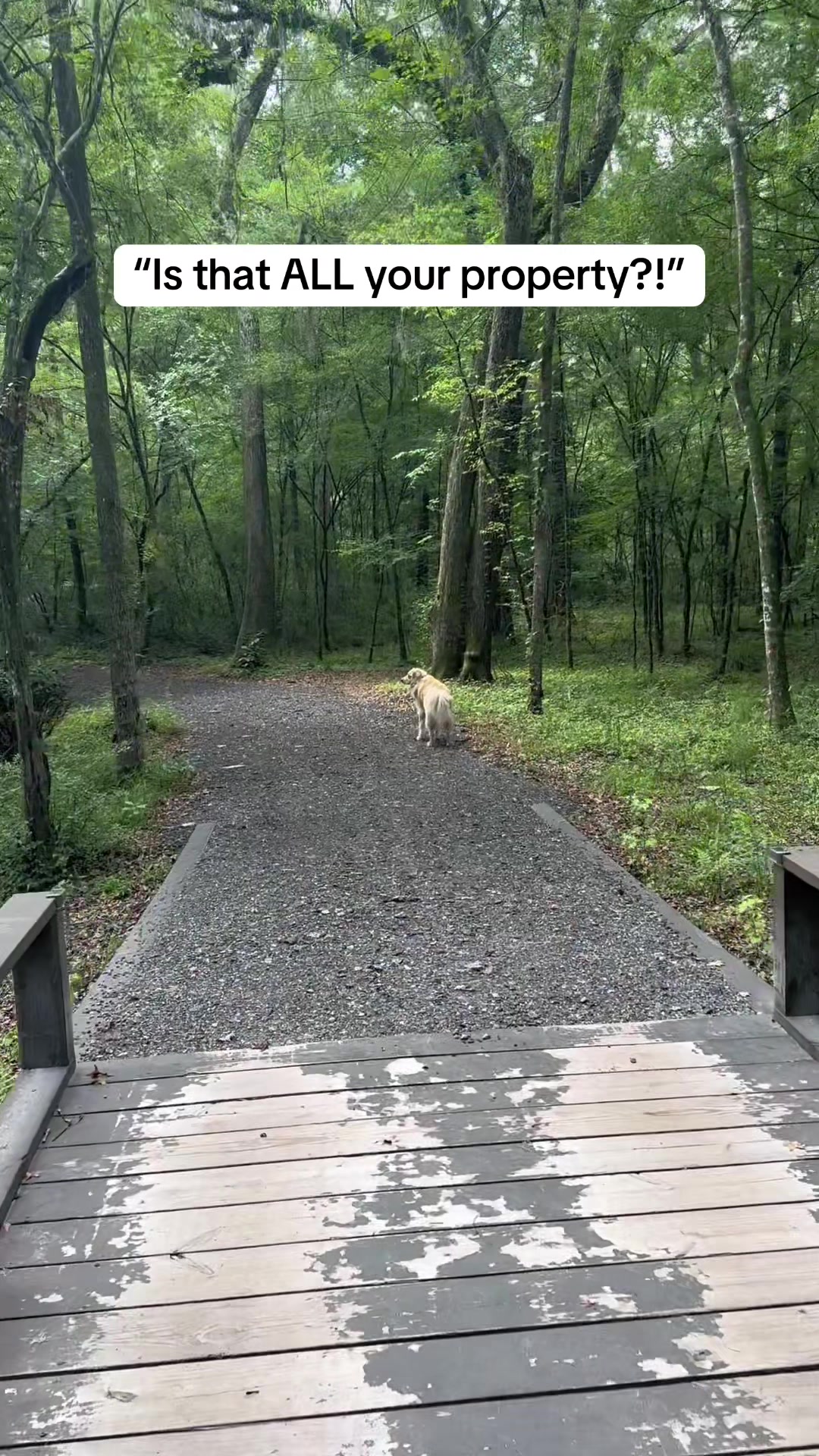 TikTok post by @tracyfosterling for Petcube. Caption reads: Peace of mind when it comes to the safety of your....