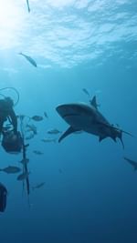 Instagram post by @kikidives for Scuba Diving. Caption reads: Dive like a brat 🦈 

Diving and it’s the same,....