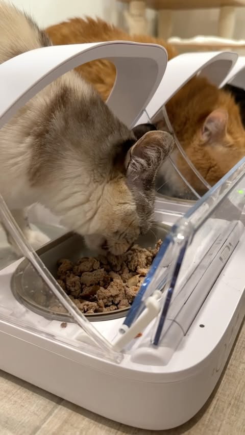 Instagram post by @svenandrobbie for Viva Raw. Caption reads: [...] constantly to keep her interested.....